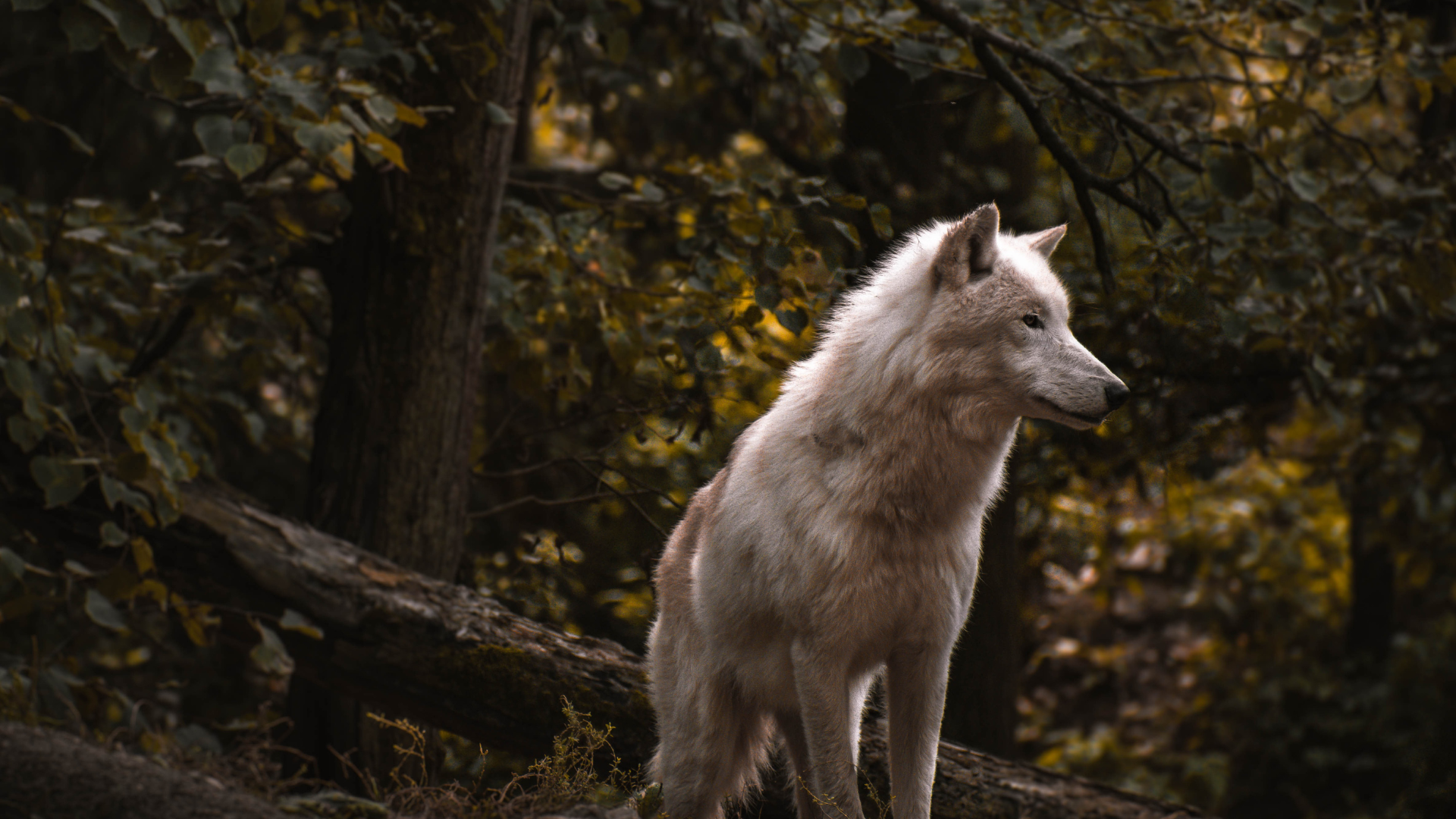Decoding the Lone Wolf Personality: Definition, Traits & 11 Signs