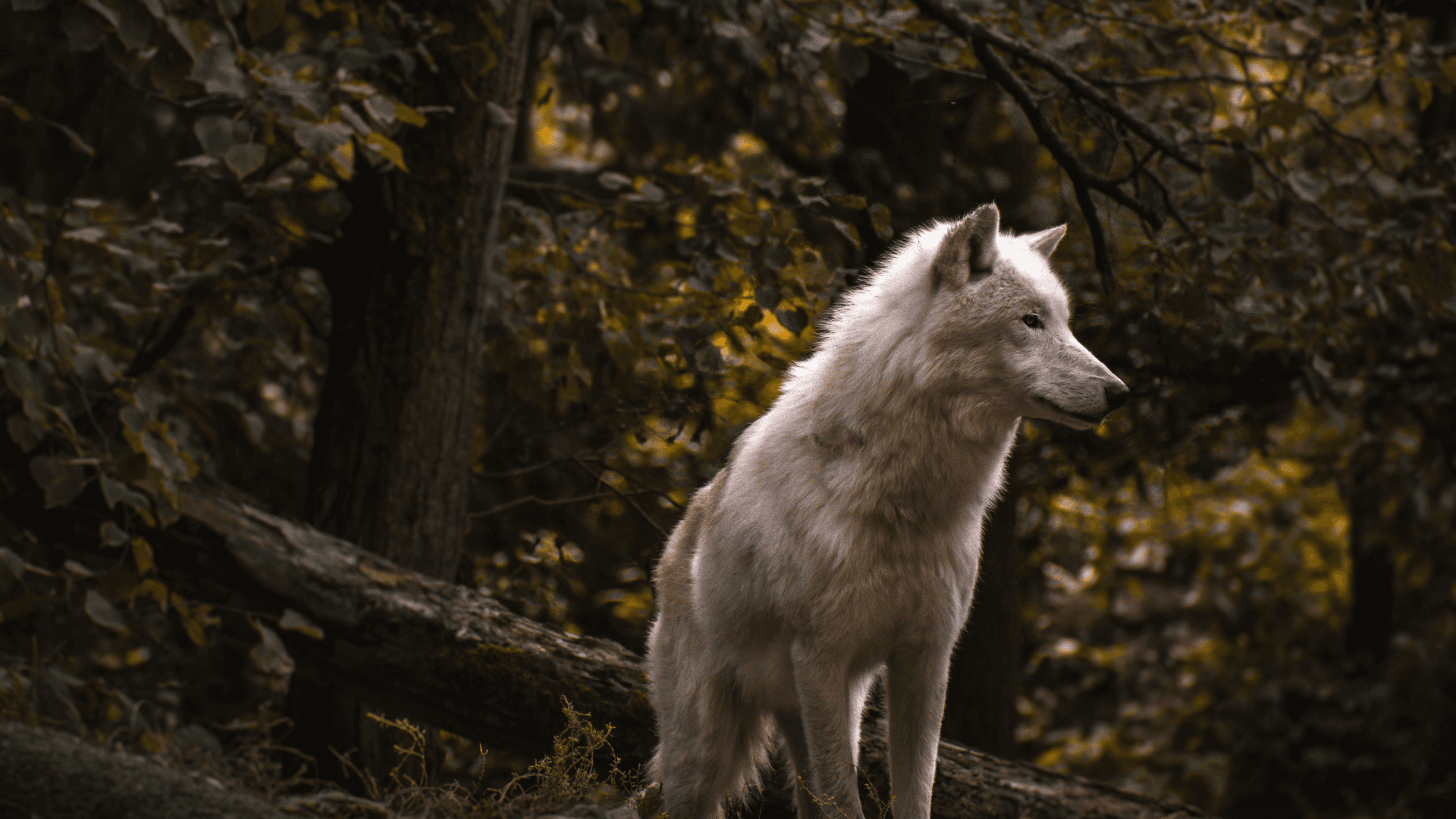 Decoding the Lone Wolf Personality: Definition, Traits & 11 Signs